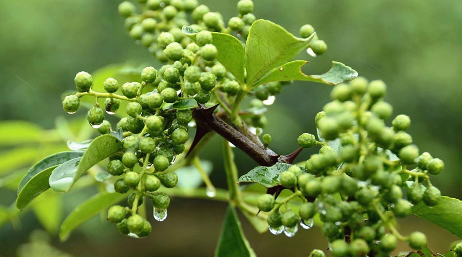 天水麥積鮮花椒2400平米冷庫(kù)設(shè)計(jì)安裝工程建造方案