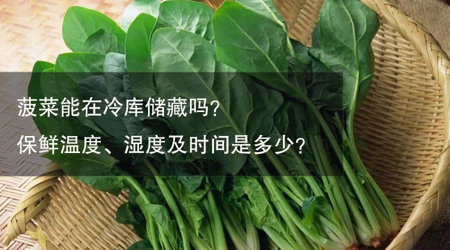 菠菜能在冷庫儲藏嗎？ 保鮮溫度、濕度及時間是多少？