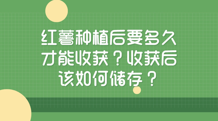 紅薯種植后要多久才能收獲？收獲后該如何儲存？