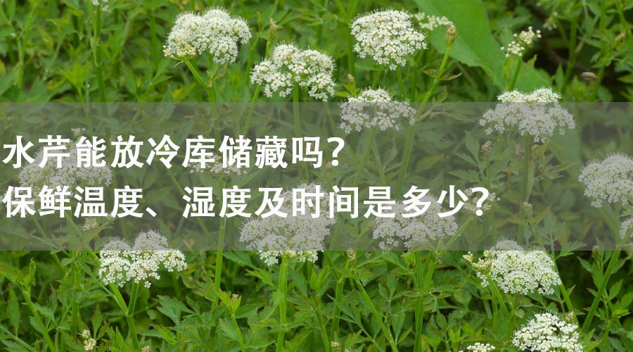 水芹能放冷庫儲(chǔ)藏嗎？保鮮溫度、濕度及時(shí)間是多少？