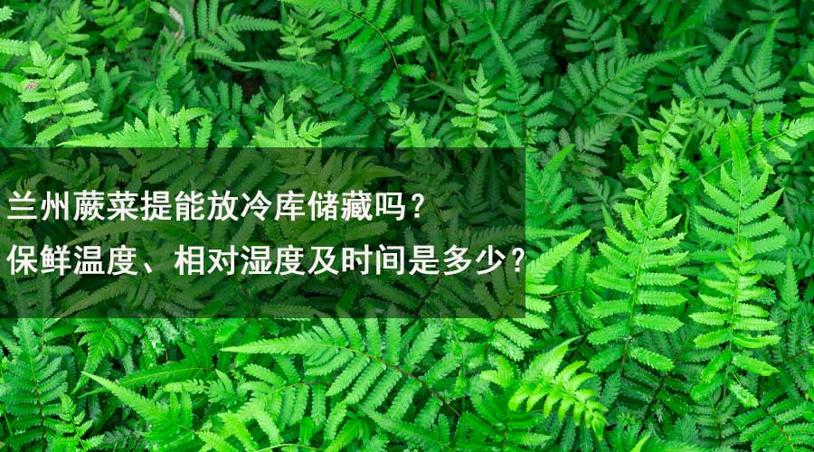 蘭州蕨菜提能放冷庫儲藏嗎？保鮮溫度、相對濕度及時間是多少？.jpg