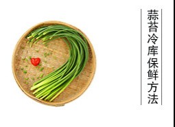 蒜薹（蒜苔、蒜毫）冷庫(kù)儲(chǔ)藏方法是什么？保鮮期可達(dá)半年以上！