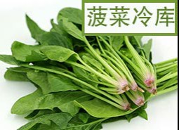 菠菜保鮮冷庫(kù)儲(chǔ)藏方法是什么？怎么保存新鮮不爛!