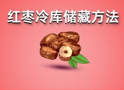 鮮紅棗（大棗）冷庫(kù)儲(chǔ)藏方法指南，保鮮50天！