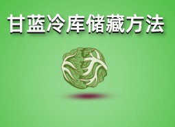 包菜（甘藍）冷庫儲藏技術(shù)分享，保鮮期可達3個月！