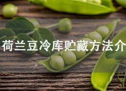 荷蘭豆冷庫貯藏方法介紹，學(xué)會此招保鮮2個月！