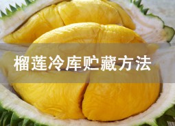 榴蓮冷庫(kù)貯藏方法詳解！冷凍庫(kù)保存8個(gè)月！