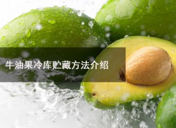 牛油果冷庫貯藏溫度為多少？可以在冷庫貯藏多長時間？-萬能制冷